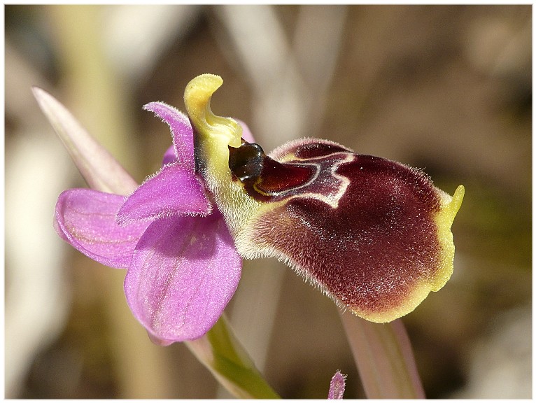 IBRIDO O.biscutella x O.tenthredinifera